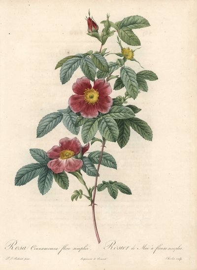 May rose or rose cinnamon a simple flower - Eau forte by Charlin, from an illustration by Pierre Joseph Redoute (1759-1840), from Les Roses av Pierre Joseph Redouté