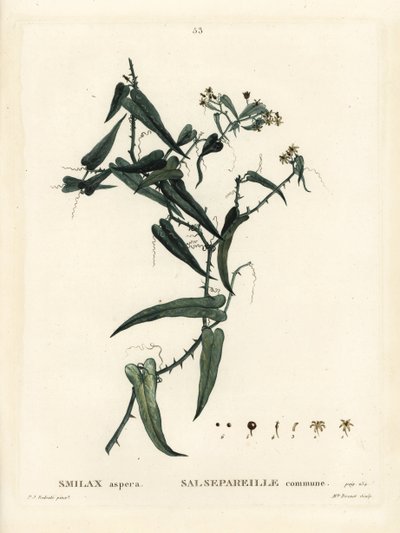 Middelhavs smilax, Smilax aspera. Håndfarget stiplegravering av frøken Brenet etter en illustrasjon av Pierre-Joseph Redoute fra Henri Louis Duhamel du Moncels Treat des Arbres et Shrustes, Paris av Pierre Joseph Redouté