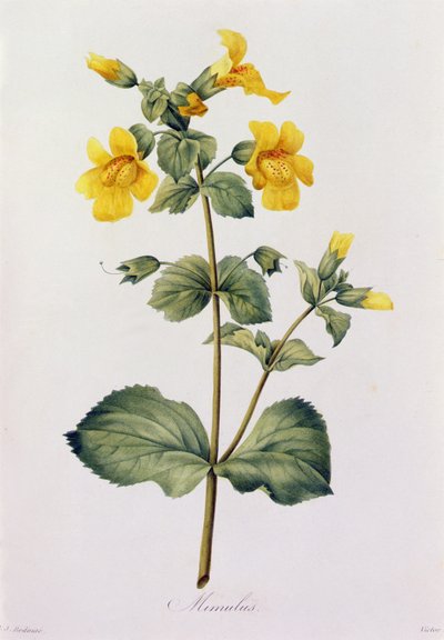 Mimulus (farget gravering) av Pierre Joseph Redouté