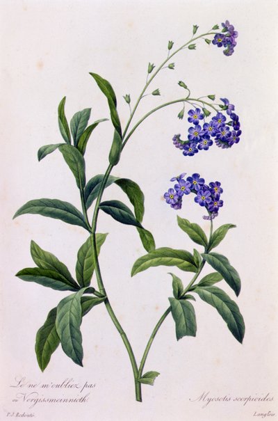 Myosotis Scorpiodes (farget gravering) av Pierre Joseph Redouté