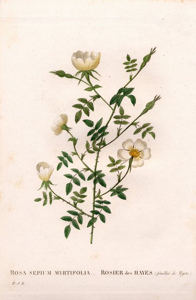 Myrtbladet hekkrose, Rosa aggrestis variant, Rose des Hayes med Myrtle blader. Håndfarget prikkete kobberstikk fra Pierre Joseph Redoutes "" Les Roses,"" Paris av Pierre Joseph Redouté