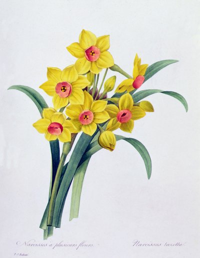 Narcissus Tazetta (farget gravering) av Pierre Joseph Redouté