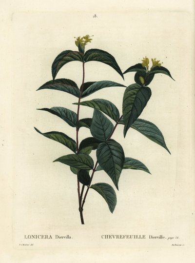 Nordlig buskkaprifol, Diervilla lonicera (Lonicera diervilla). Håndfarget prikkegravering av Du Ruisseau etter en illustrasjon av Pierre-Joseph Redoute fra Henri Louis Duhamel du Moncels Treat des Arbres et Shrustes, Paris av Pierre Joseph Redouté