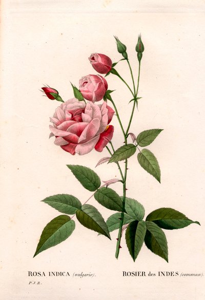 Gammel blush rose, Rosa chinensis, indisk rose vanlig. Håndfarget prikkete kobberstikk fra Pierre Joseph Redoutes "" Les Roses,"" Paris av Pierre Joseph Redouté