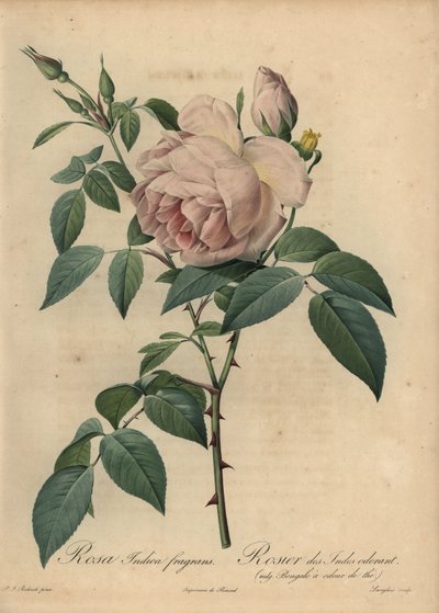Blek-rosa te-duftende rose, Rosa odorata av Pierre Joseph Redouté