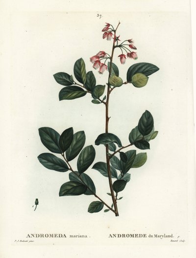 Pieris mariana (Andromeda mariana, Andromede of Maryland). Håndfarget prikkegravering av Renard etter en illustrasjon av Pierre-Joseph Redoute fra Henri Louis Duhamel du Moncels Treat des Arbres et Shrustes, Paris av Pierre Joseph Redouté