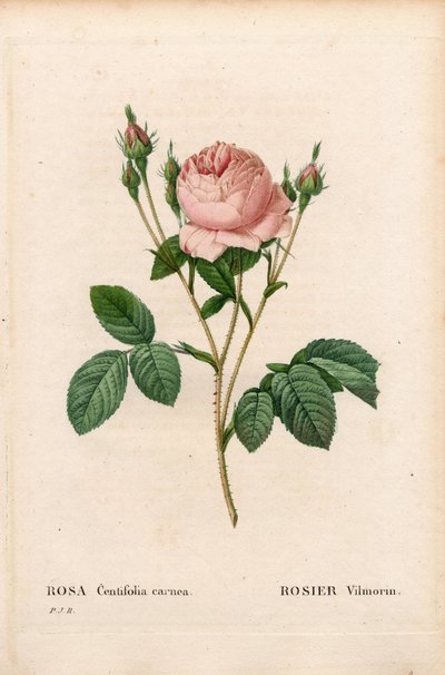 Rosa Vilmorin, Rosa centifolia Vilmorin. Håndfarget prikkete kobberstikk fra Pierre Joseph Redoutes "" Les Roses,"" Paris av Pierre Joseph Redouté