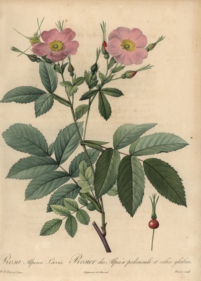 Rosa alpinrose, Rosa pendulina av Pierre Joseph Redouté