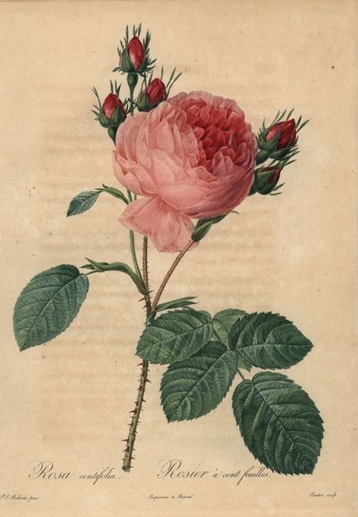 Rosa kålrose eller Provence-rose, Rosa centifolia av Pierre Joseph Redouté