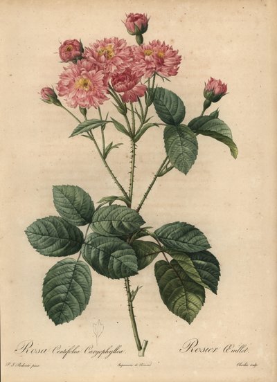 Rosa nellik-bladkålrose, Rosa centifolia av Pierre Joseph Redouté