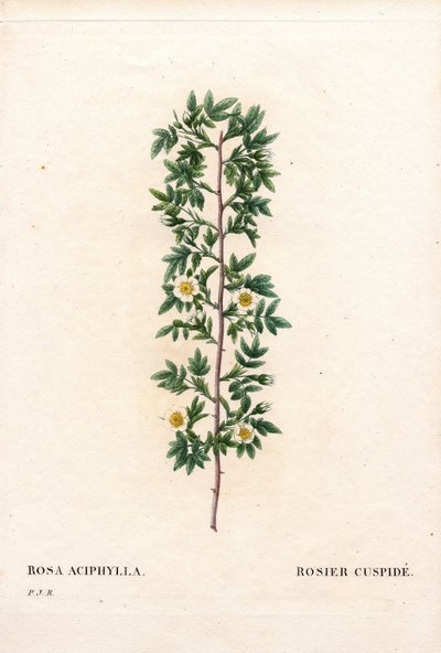 Rosa kuspidat, Rosa canina variant. Cuspid rose, Rosa aciphylla. Håndfarget prikkete kobberstikk fra Pierre Joseph Redoutes "" Les Roses,"" Paris av Pierre Joseph Redouté