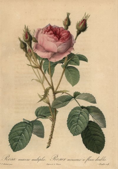 Rosa moserose, Rosa centifolia f. muscosa av Pierre Joseph Redouté
