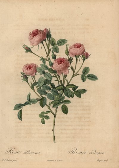 Rosa pompongrose, Rosa centifolia av Pierre Joseph Redouté
