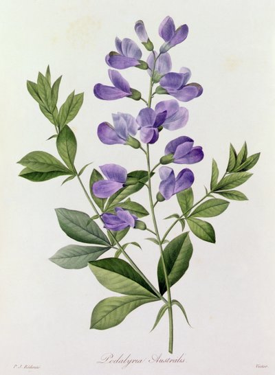 Podalyria Australis (farget gravering) av Pierre Joseph Redouté