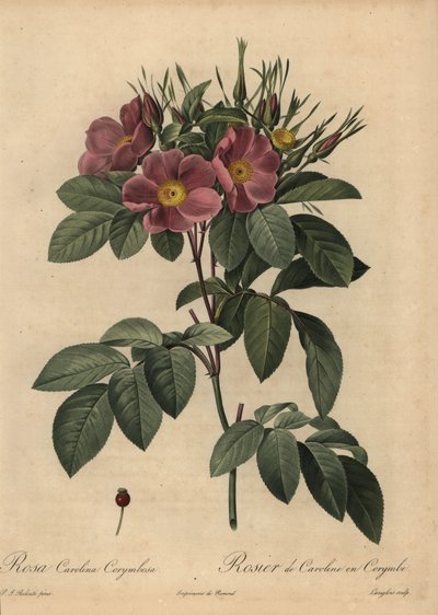 Lilla Carolina-rose eller beiterose, Rosa carolina corymbosa av Pierre Joseph Redouté