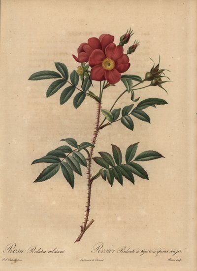 Rød rose, Rosa av Pierre Joseph Redouté