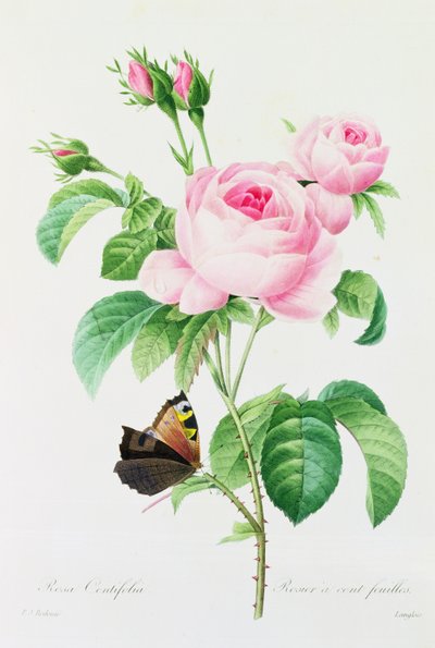 Rosa Centifola (farget gravering) av Pierre Joseph Redouté