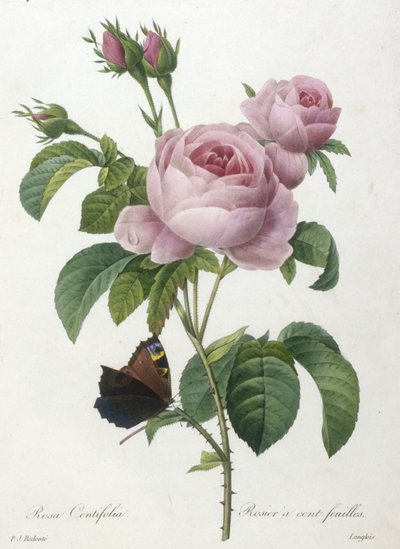 Rosa Centifolia, Rosier a cent-feuilles, fra Choice Of The Most Beautiful Flowers and Most Beautiful Fruits, 1827 (håndfarget stiplegravering) av Pierre Joseph Redouté