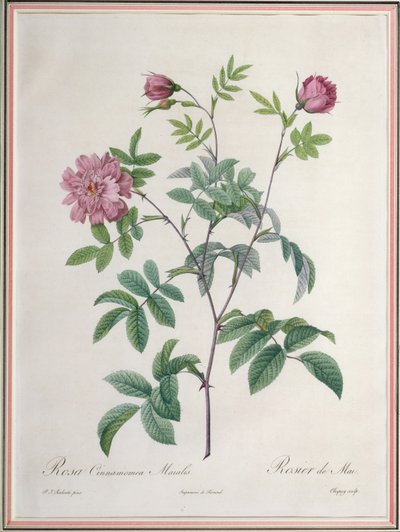 Rosa Cinnamomea Maialis, gravert av Chapuy, utgitt av Remond av Pierre Joseph Redouté