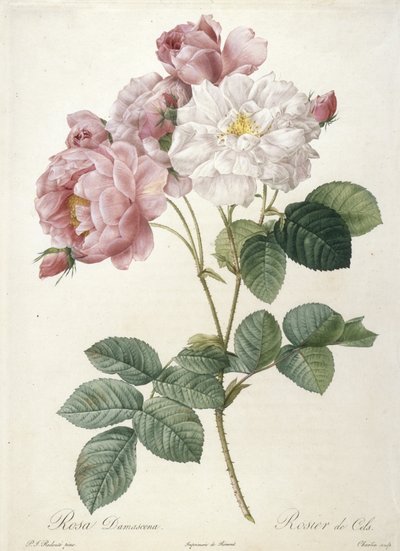 Rosa Damascena, Rosier de Cels, fra Les Roses, 1817-24 (håndfarget stiplegravering) av Pierre Joseph Redouté