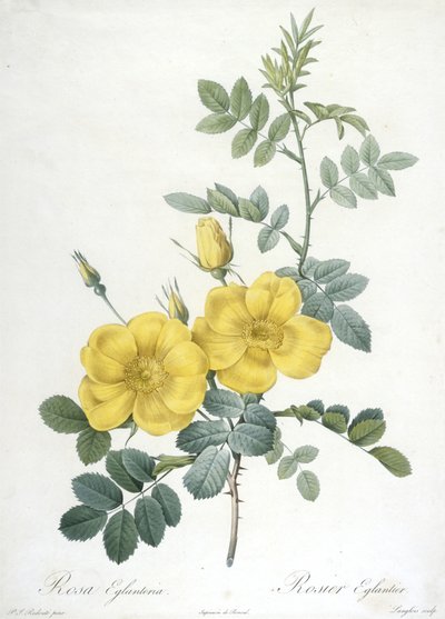 Rosa Eglanteria, Rosier Eglantier, fra Les Roses, 1817-24 (håndfarget stiplegravering) av Pierre Joseph Redouté