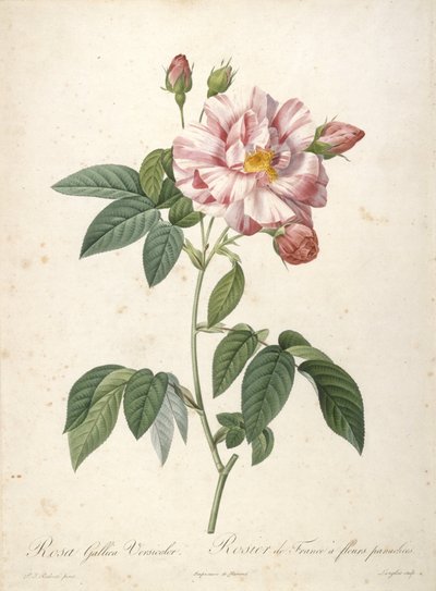 Rosa Gallica Versicolor, Rosier de France a fleurs panachees, fra Les Roses, 1817-24 (håndfarget stiplegravering) av Pierre Joseph Redouté