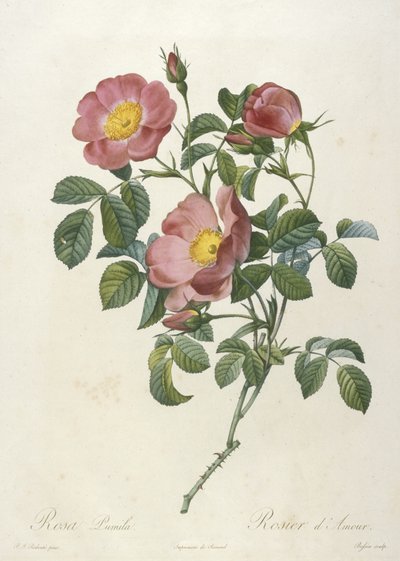 Rosa Pumila, Rosier dAmour, fra La Couronne Des Roses, 1817-24 (håndfarget stiplegravering) av Pierre Joseph Redouté