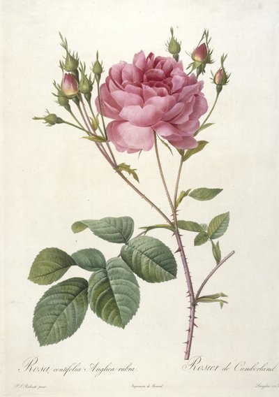 Rosa centifolia Anglica rubra, Rosier de Cumberland, fra Les Roses, 1817-24 (håndfarget stiplegravering) av Pierre Joseph Redouté