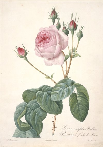 Rosa centifolia Bullata, Rosebush med salatblader, fra Les Roses, 1817-24 (håndfarget stiplegravering) av Pierre Joseph Redouté