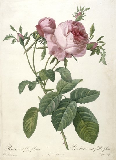 Rosa centifolia foliacea, Rosier a cent feuilles, foliace, fra Les Roses, 1817-24 (håndfarget stiplegravering) av Pierre Joseph Redouté