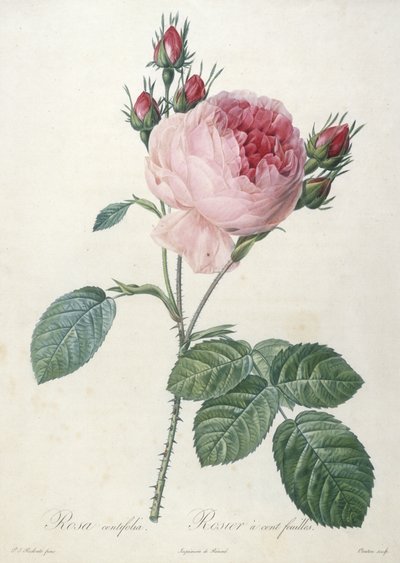 Rosa centifolia, Rosier a cent-feuilles, fra Les Roses, 1817-24 (håndfarget stiplegravering) av Pierre Joseph Redouté