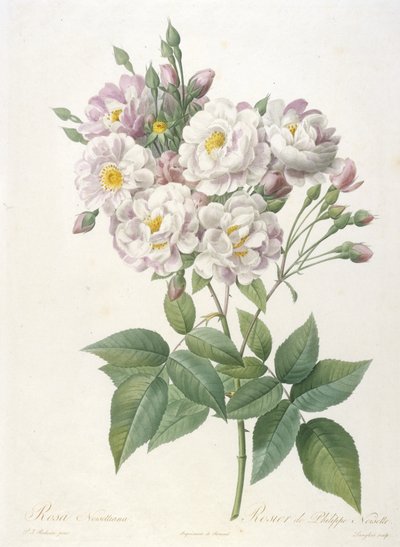 Rosa noisettiana, Rosier de Philippe de Noisette, fra La Couronne des Roses, 1817-24 (håndfarget stiplegravering) av Pierre Joseph Redouté