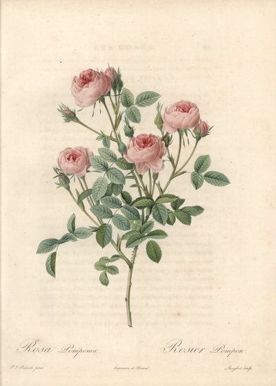 Rose de Meaux med rosa blomster - Etsning av Langlois, basert på en illustrasjon av Pierre Joseph Redoute (1759-1840), fra Les Roses av Pierre Joseph Redouté