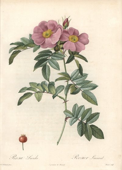 Rose of Virginia, med rosa blomster - Eau forte de Bessin, basert på en illustrasjon av Pierre Joseph Redoute (1759-1840), fra Les Roses av Pierre Joseph Redouté