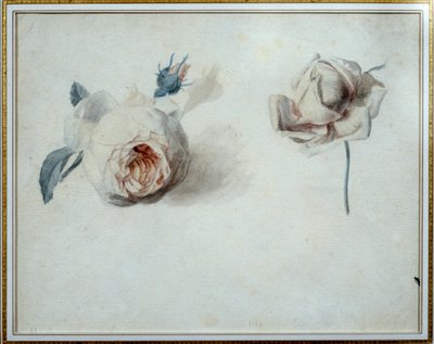 Rosestudie Akvarell av Pierre Joseph Redoute (1759-1840) Malmaison fra 1800-tallet, slottsmuseum. av Pierre Joseph Redouté