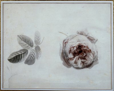 Rosestudie Akvarell av Pierre Joseph Redoute (1759-1840) Malmaison fra 1800-tallet, slottsmuseum. av Pierre Joseph Redouté