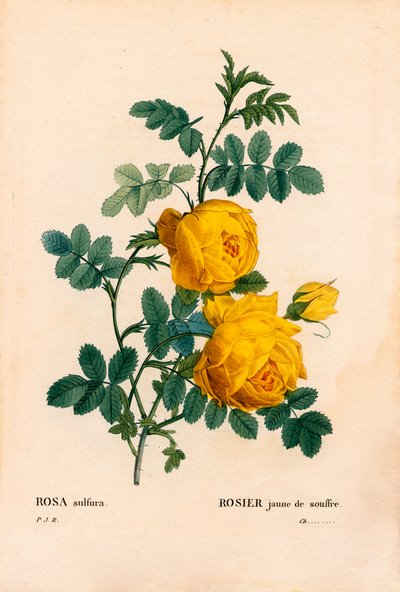 Rose svovel, Rosa hemisphaerica, gul rose svovel. Håndfarget prikkete kobberstikk fra Pierre Joseph Redoutes "" Les Roses,"" Paris av Pierre Joseph Redouté