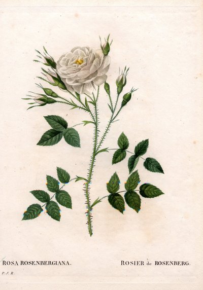 Rosenbergs rose, Rosa francofurtana variant, Rosier de Rosenberg. Håndfarget prikkete kobberstikk fra Pierre Joseph Redoutes "" Les Roses,"" Paris av Pierre Joseph Redouté