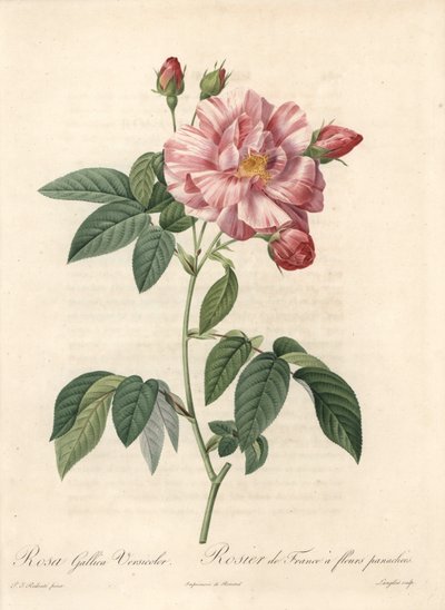 Rose of France eller rose of Provins, variant versicolor - Etching of Langlois, fra en illustrasjon av Pierre Joseph Redoute (1759-1840), utdrag fra Les Roses av Pierre Joseph Redouté