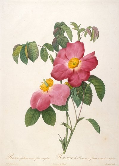 Rosebusk fra Provinsi fra La Couronne de roses, 1817-1824. av Pierre Joseph Redouté