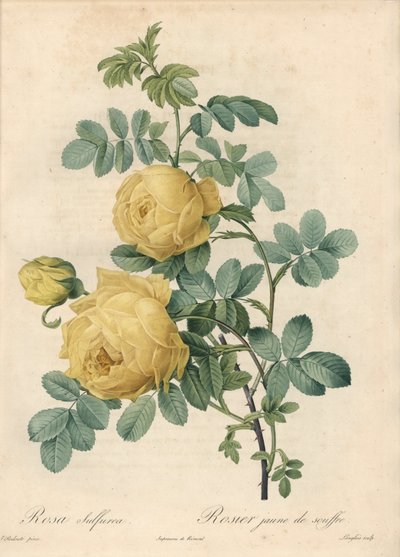 Rosier des Turks - Eau forte de Langlois, basert på en illustrasjon av Pierre Joseph Redoute (1759-1840), fra Les Roses av Pierre Joseph Redouté