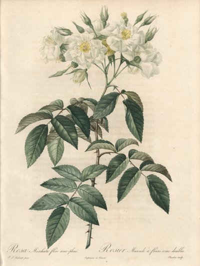 Moskusrose, med doble blomster - Etsning av Charlin, fra en illustrasjon av Pierre Joseph Redoute (1759-1840), utdrag fra Les Roses av Pierre Joseph Redouté