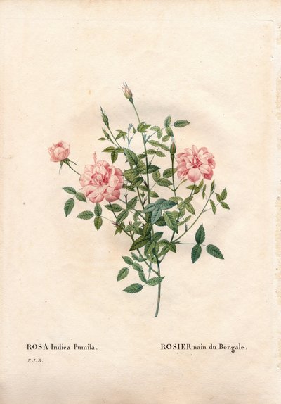 Rouletii rose, Rosa chinensis var. minima Rouletii, Bengal dvergrose. Håndfarget prikkete kobberstikk fra Pierre Joseph Redoutes "" Les Roses,"" Paris av Pierre Joseph Redouté