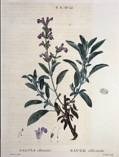 Sage officinalis - i "" New Duhamel eller avhandling om trær og busker som de lengter etter i Frankrike", tegninger av P.J. Redouté og P. Bessa, Paris av Pierre Joseph Redouté
