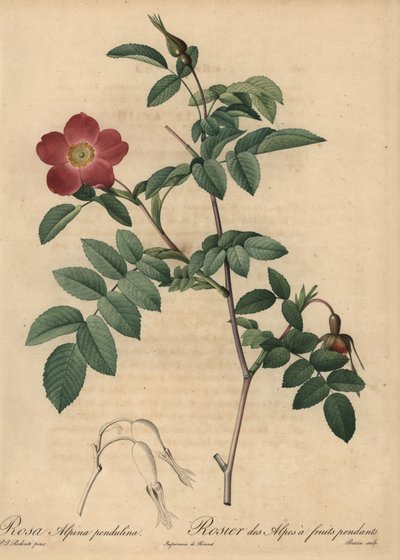 Scarlet alpin rose, Rosa pendulina av Pierre Joseph Redouté