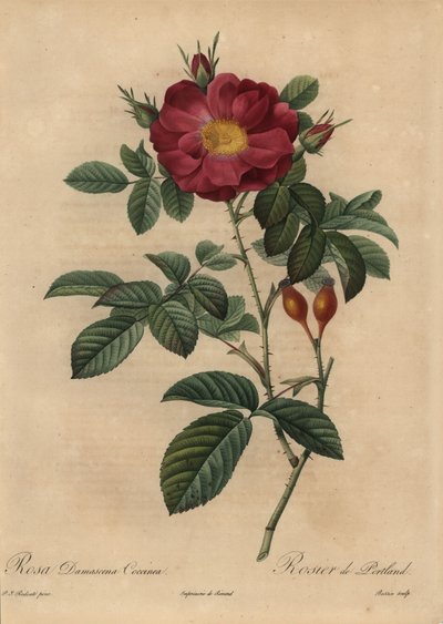 Skarlagenrød damaskrose, Rosa damascena av Pierre Joseph Redouté
