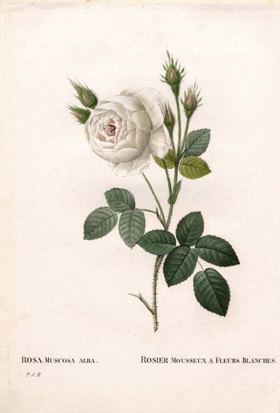 Shailers hvite moserose, Rosa centifolia var. alba-muscosa, Glitrende rose med hvite blomster. Håndfarget prikkete kobberstikk fra Pierre Joseph Redoutes "" Les Roses,"" Paris av Pierre Joseph Redouté