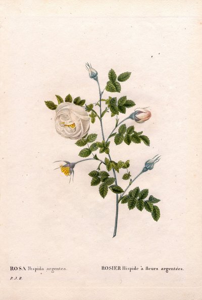 Sølvblomstret rose hispid, Rosa tomentosa variant, Rosa Rose med sølvblomster. Håndfarget prikkete kobberstikk fra Pierre Joseph Redoutes "" Les Roses,"" Paris av Pierre Joseph Redouté