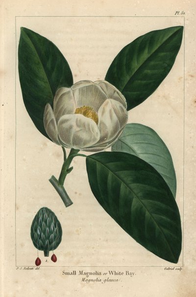 Lite magnoliatre eller hvit bukt, Magnolia glauca (gravering) av Pierre Joseph Redouté