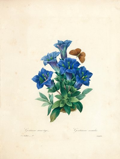 Stemless Gentian, fra "Velge de vakreste blomstene og de vakreste fruktene", Vol. II, 1827-33 av Pierre Joseph Redouté